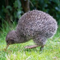 Little Spotted Kiwi